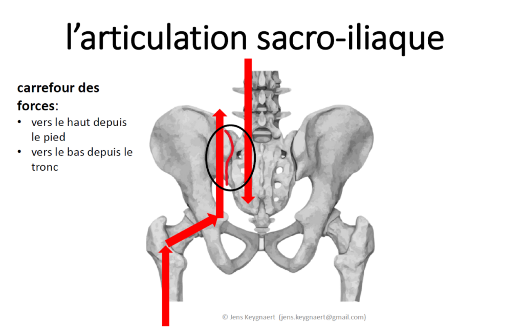 L’articulation sacro-iliaque