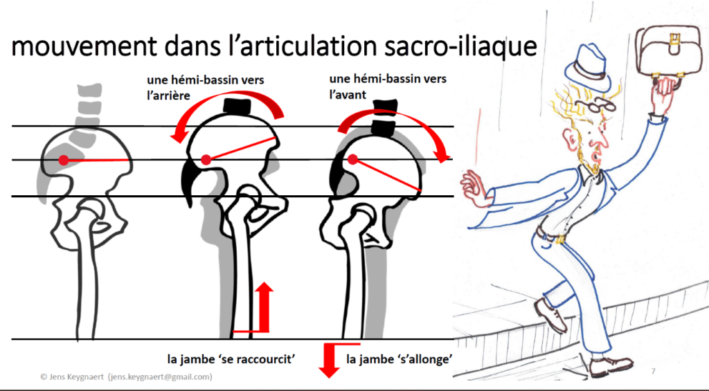 Le mouvement dans l'articulation sacro-iliaque