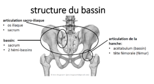 Structure du bassin